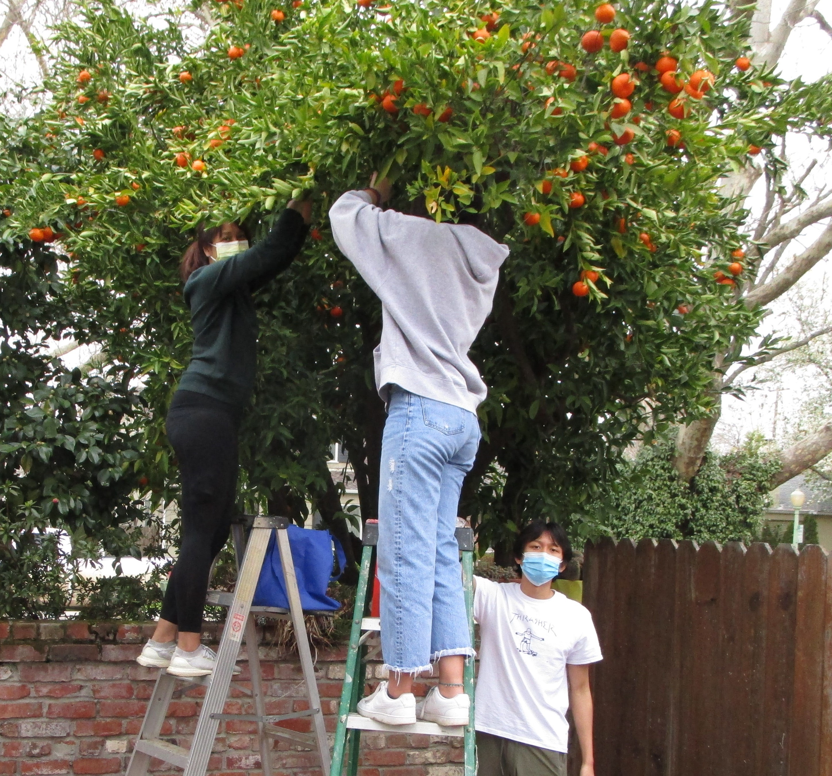 C.K. McClatchy Students and LPVC Pick Backyard Fruit to Feed Hungry Neighbors
