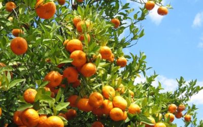 Share Your Harvest and Feed Hungry Bellies