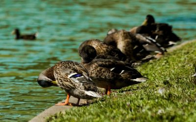Help the “Lady of the Lake” Raise Awareness to Save the Ducks
