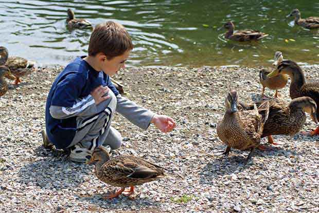 ponds near me to feed ducks