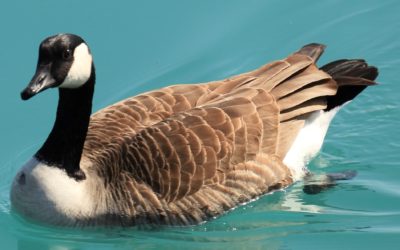 Our Land Park Waterfowl Need a “Safety Net”