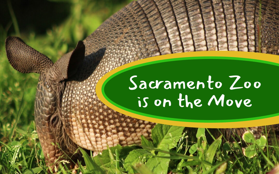 The Animals are Getting a Head Start on the Sacramento Zoo’s Move Away from Land Park