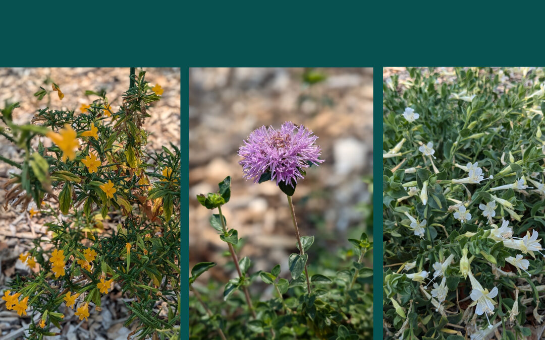 Native Plant Garden Needs a Sign