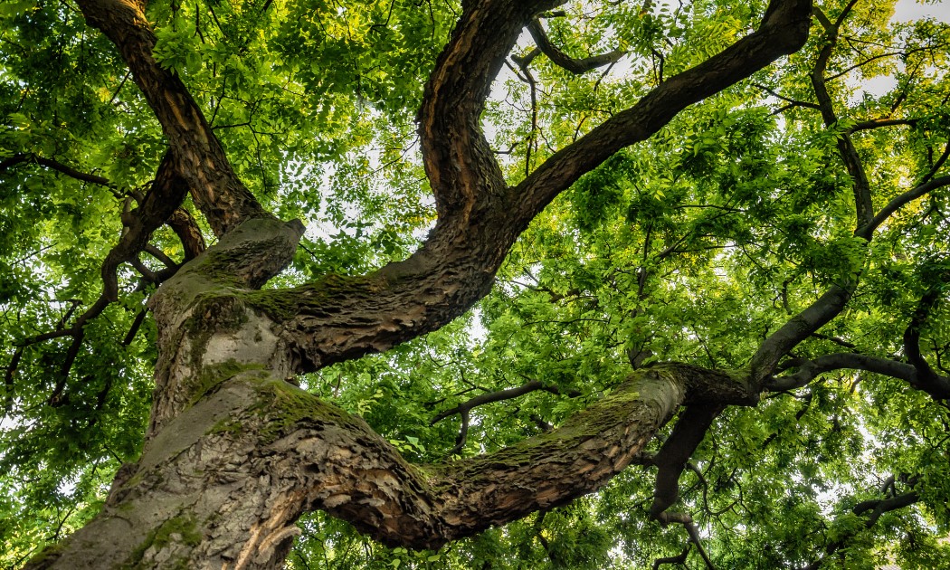 City Parks Message about Mediterranean Oak Borer Beetle