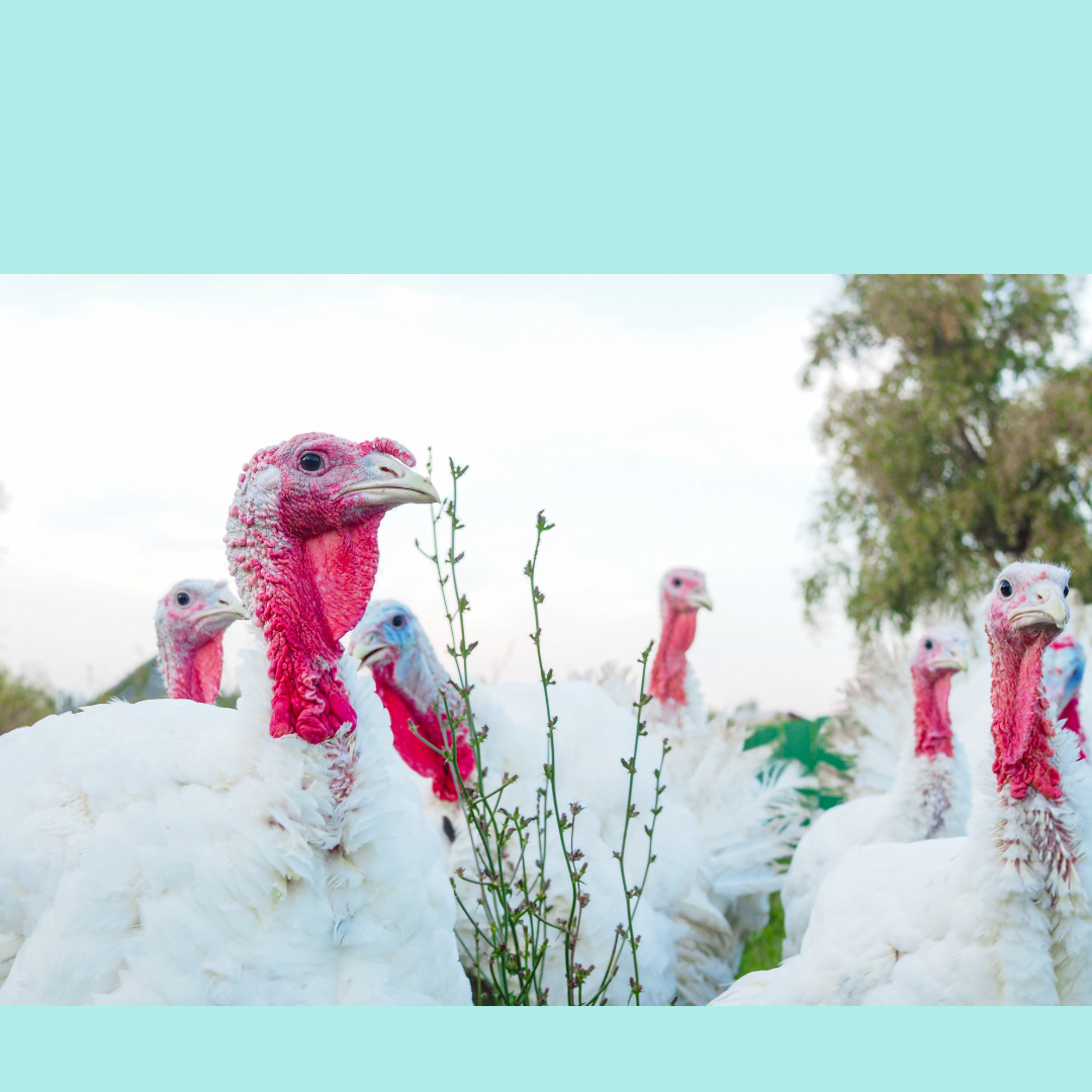 Land Park Meeting Sept 2026