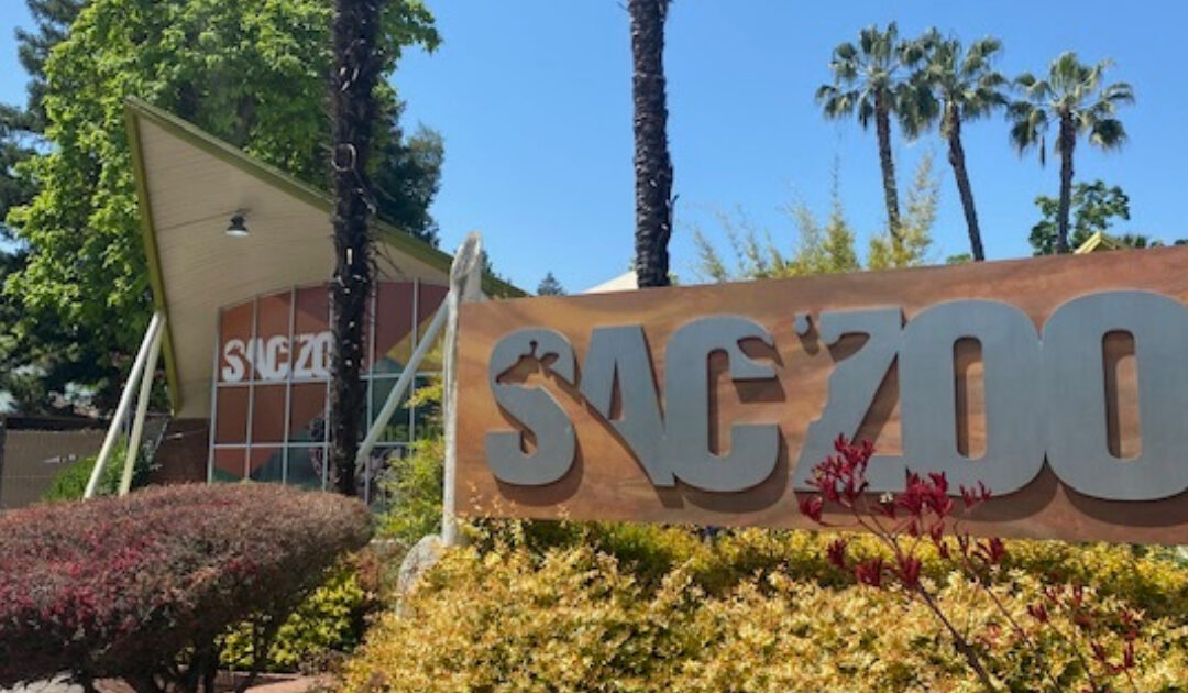 Sacramento Zoo Expansion Update