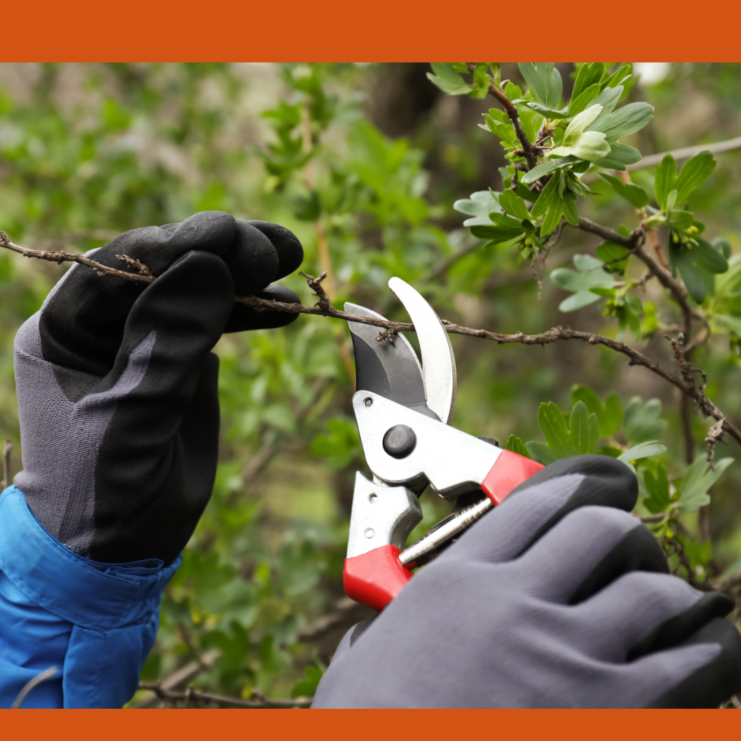 Land Park Volunteer Corps July 2026