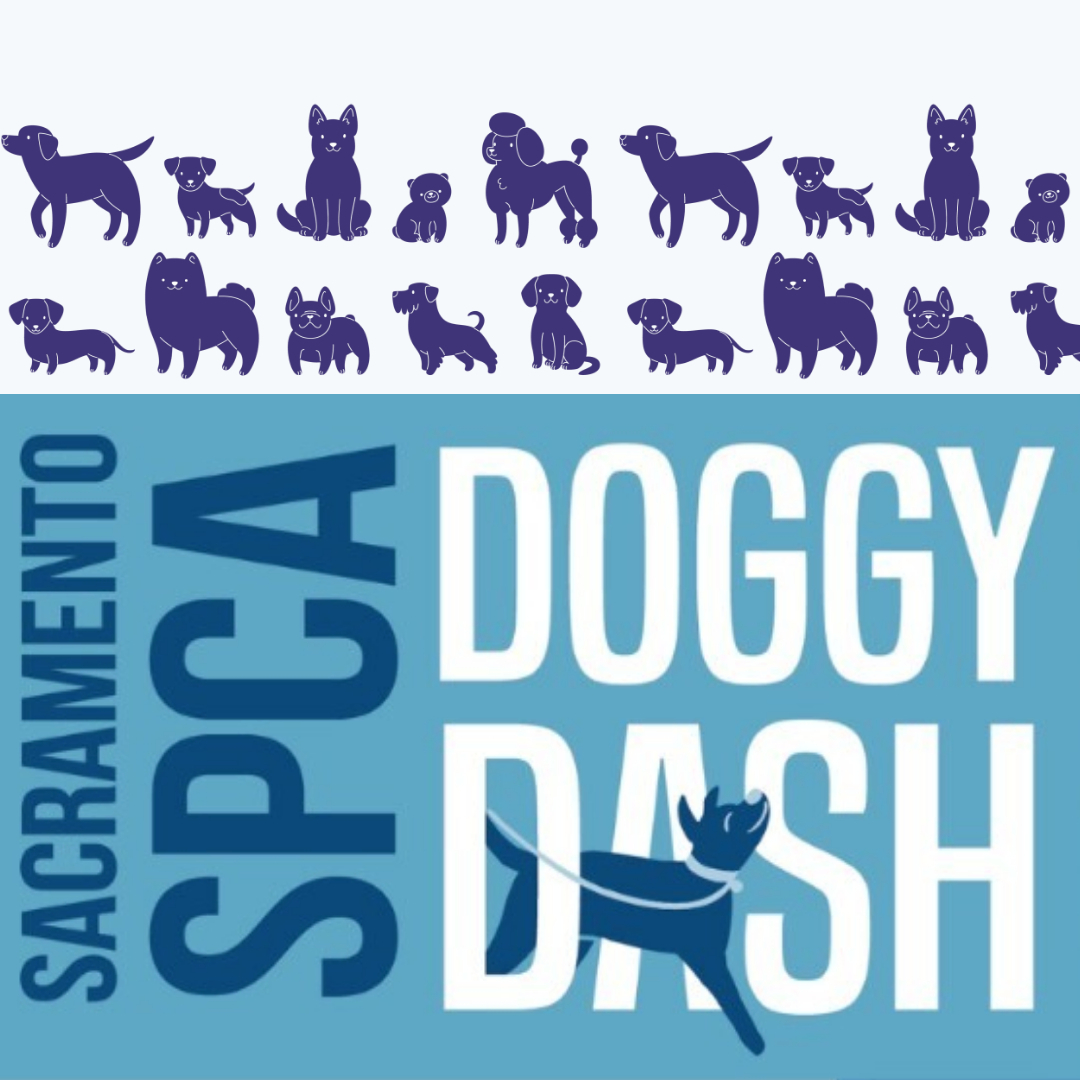 Doggy Dash 2026